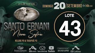 43 - LEILÃO VIRTUAL SANTO ERNANI NOVA SAFRA - 20/09/2026