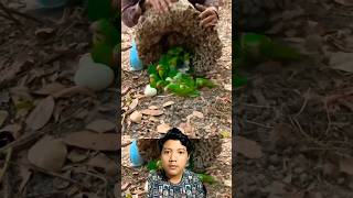 Download Lagu Tumpukan Ini Ternyata Sarang Burung Nuri #shortsvideo #sarangburung #burung #hewan MP3