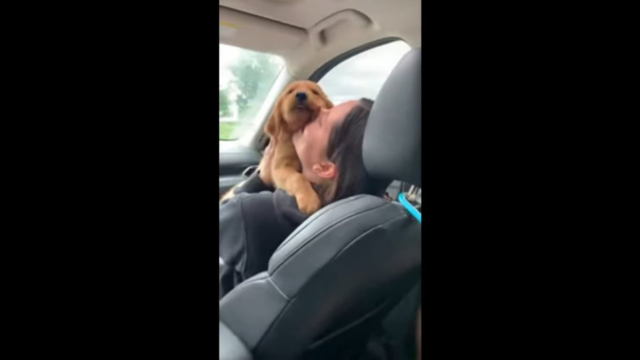 Dog’s Homecoming Hugged by Lady in Car