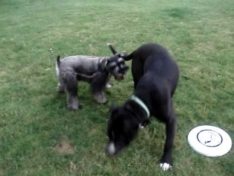 american muscle miami Pitbull joyfully plays with small dog.