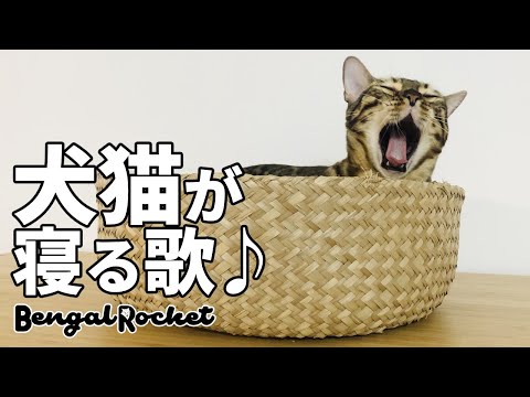 【イチゴの片想い】TikTokで話題の犬猫が寝る魔法の歌を猫に聞かせたらww 13分ループ【ベンガルロケット】