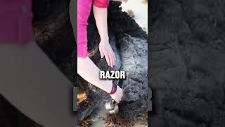 Shaving Sheep's hair