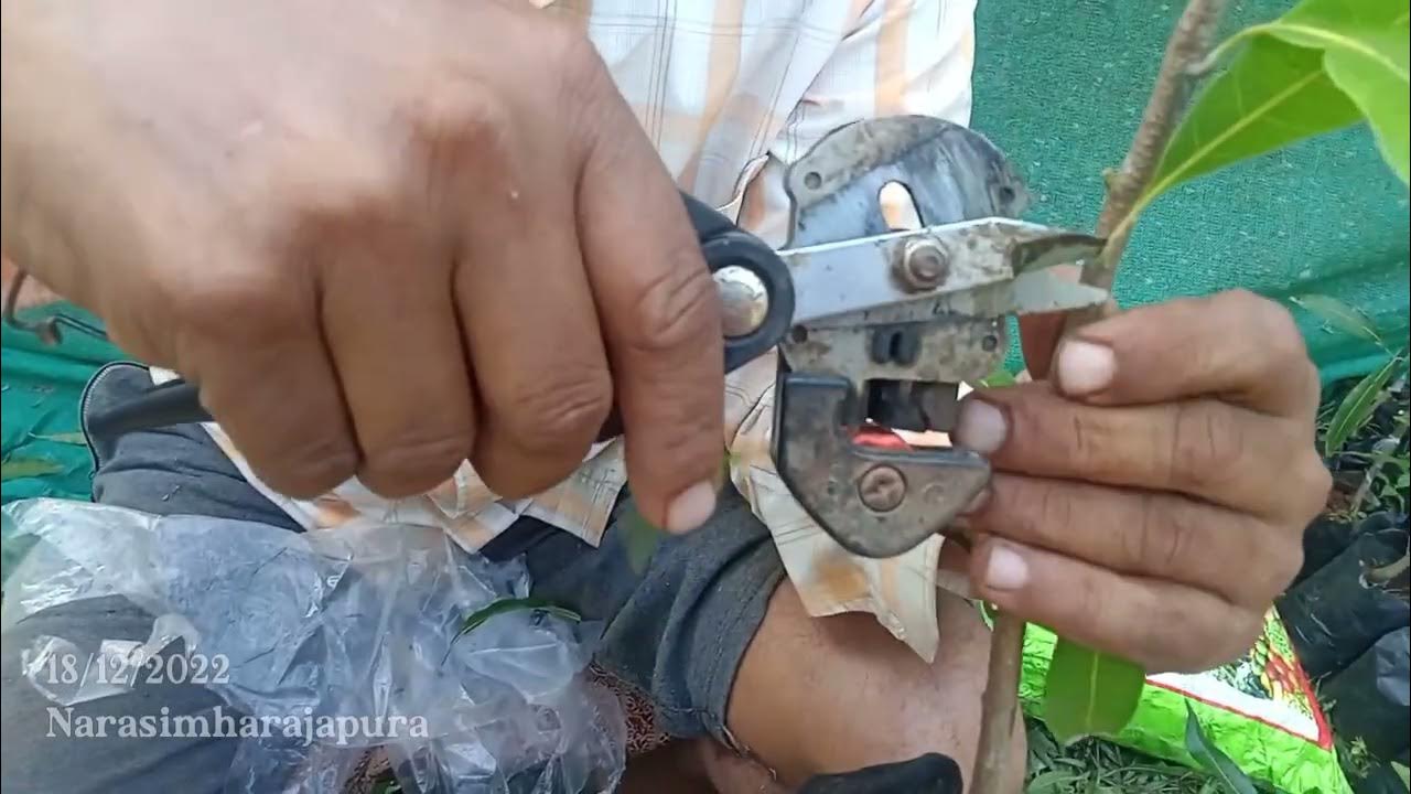 Mango softwood grafting YouTube