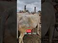 Gorehat Gorur Price Video 2026 #goru #2026 #cow #shortsvideo #Gorehat