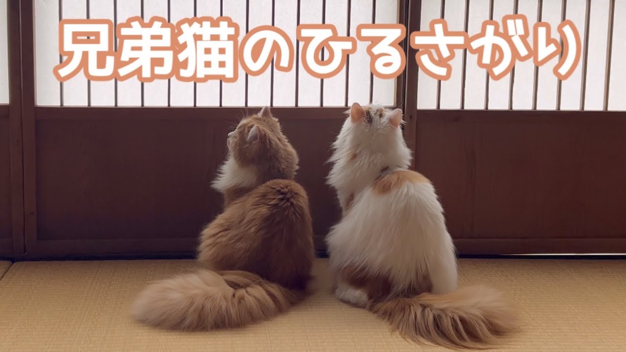 ［cat・スコティッシュフォールド・ねこ］昼下がりに仲良く遊ぶ兄弟猫🐱が可愛い😍