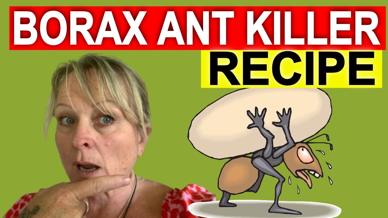 Borax Ant Killer Recipe Make Your Own DIY Ant Baits With Borax And Maxresdefault