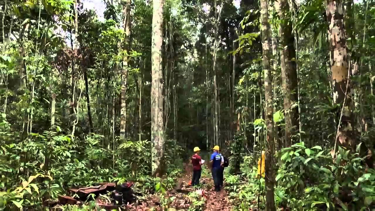 Amazônia Rural | Manejo Florestal Sustentável | Parte 2
