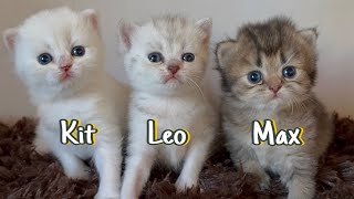 I gave our kittens a name