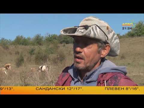 Видео: Ще отдели ли овцете от козите?