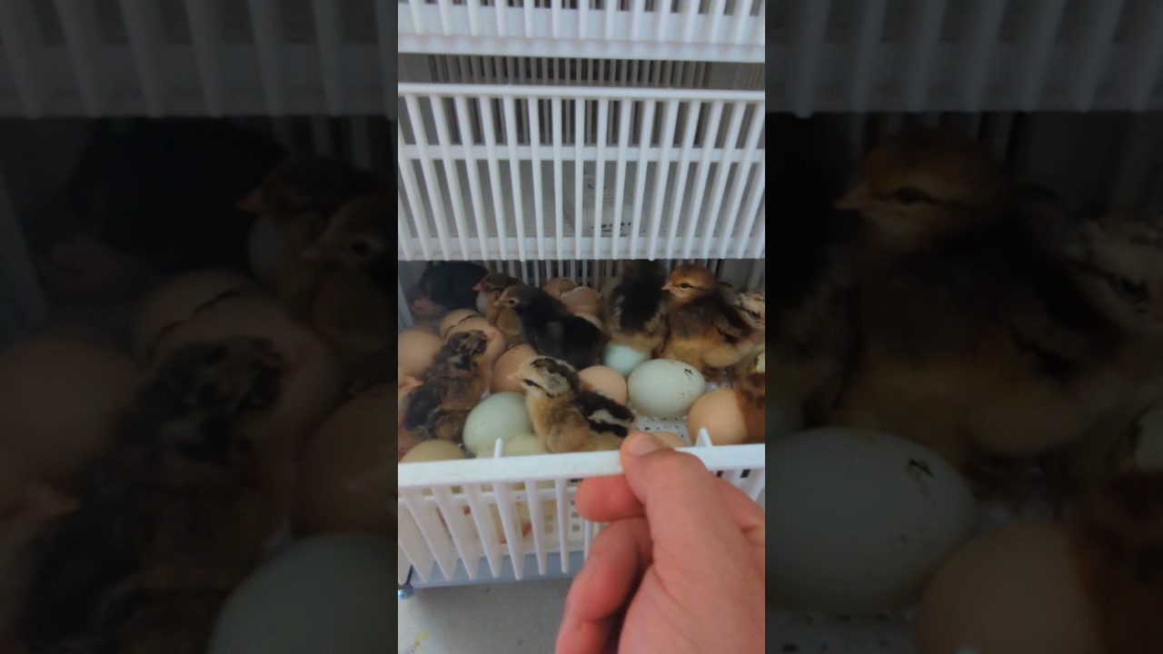 How Many Baby Chicks Hatched Out? 