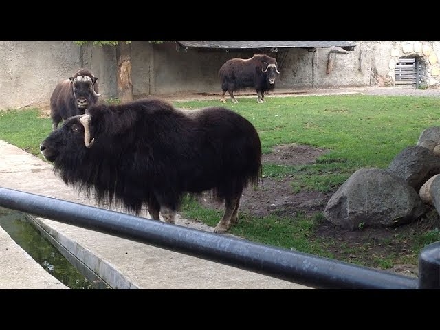 Puflanadigan qogirchoqning mushukidagi dik