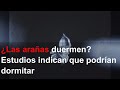 ¿Las arañas duermen? Estudios indican que podrían dormitar