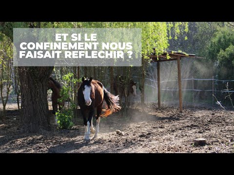 Vidéo: Votre cheval est-il heureux?