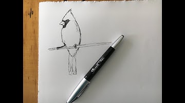 Cardinal. Draw a Cardinal. Simple Line Drawing of Cardinal