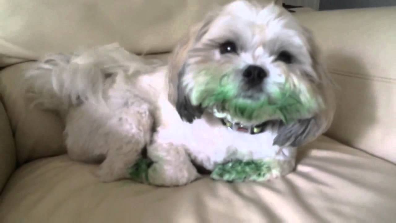 Dog Eats Green Food Coloring 