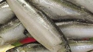 картинка: снасточка для ловли на ТЮЛЬКУ