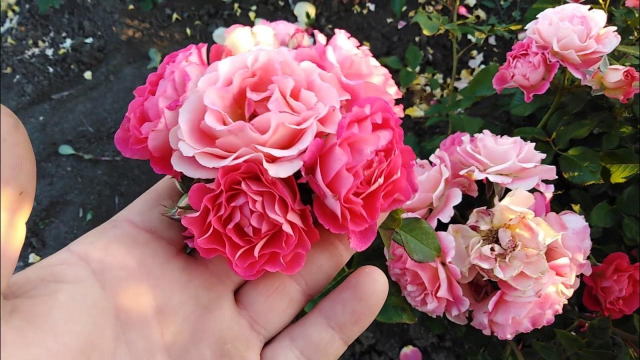 Ылғал кискалар мен анустардың фотосуреттері