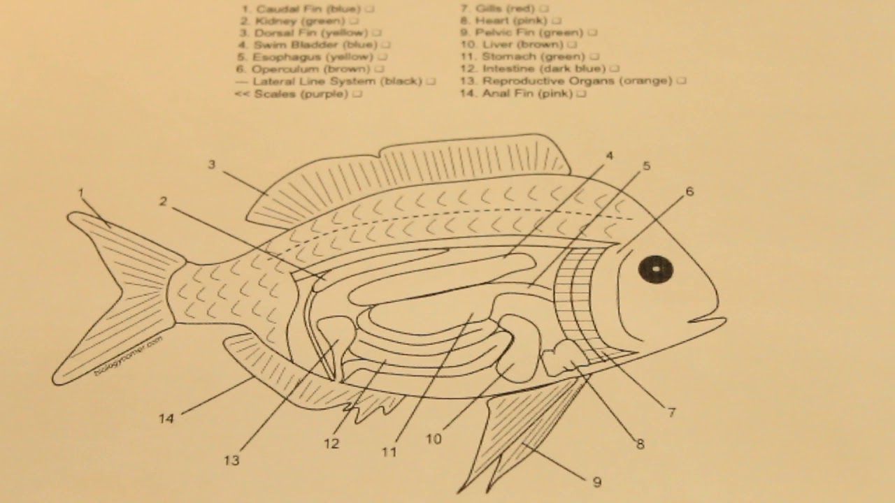 Florida Fishing Academy: Anatomy of a Fish (Grades: 6-8) - YouTube