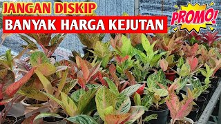 JANGAN DI SKIP‼️ Banyak Aglonema harga kejutan ~ 477