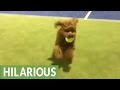 Poodle plays fectch on tennis court