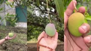 Dahiyar Mango आम की खेती से करोड़ों की कमाई करना सीखे | Bhopal Mango Farm In 100 Acres