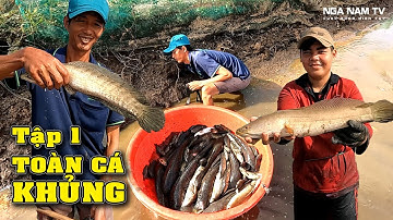 Ra Đồng Săn Bắt Cá Lóc Khủng Thấy mê Thu Hoạch Vuông 70 Công Tập 1/NGÃ NĂM TV