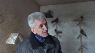 картинка: Николаевские голуби.Pigeon.Кировоградские голуби.