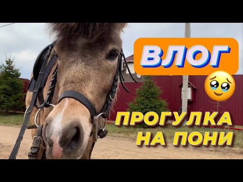 Видео: В ПОЛЯХ НА ПОНИ-гуляем и прыгаем |VLOG|