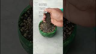 How to grow SPINACH from seeds | Vegetables growing