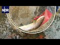 Wie geht das? Frische Fische für die Flüsse | NDR