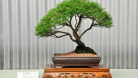 Native Australian Bottlebrush Bonsai