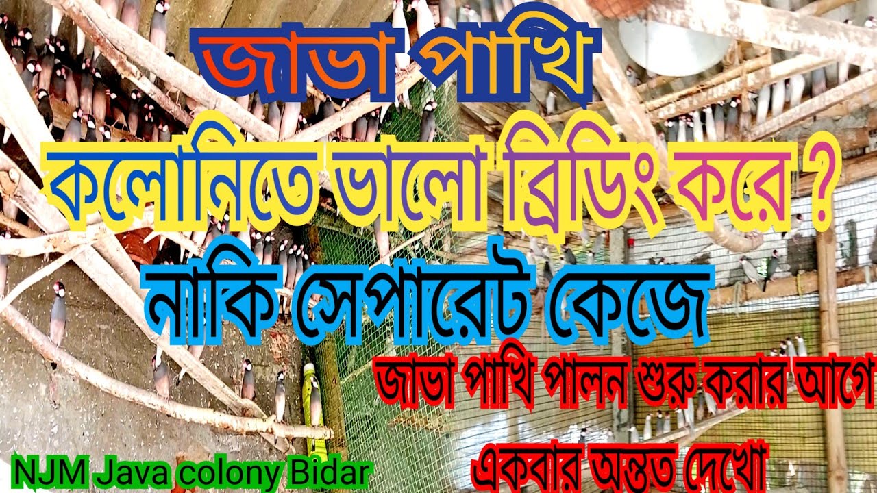 জাভা পাখি কলোনিতে ব্রিডিং করাবেন। নাকি সেপারেট কে যে। জানতে হলে পুরো ভিডিওটা দেখে নাও।