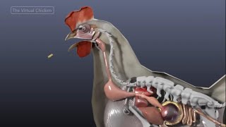 The Chicken Digestive System