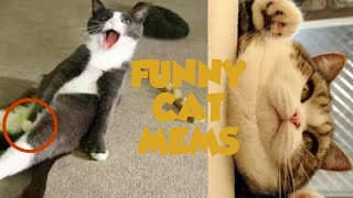 Cat Funny Memes Videos Cat Completion  -Try Not To Laugh Chalange #catMems