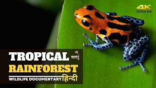 Tropical Forests - हिन्दी डॉक्यूमेंट्री | Wildlife documentary in Hindi