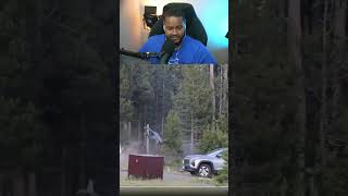Yellowstone Bison Attack Explained