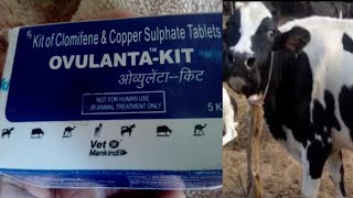 OVULANTA - KIT by VET Mankind Pharma Heat generation formula for cow Buffalo || Dairy Farm Talk