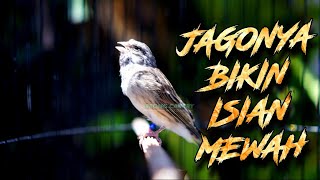 JAGONYA BIKIN CENGKOK JAWARA - MASTERAN BLACKTHROAT GACOR SUARA JERNIH LAGU LELAH MERDU