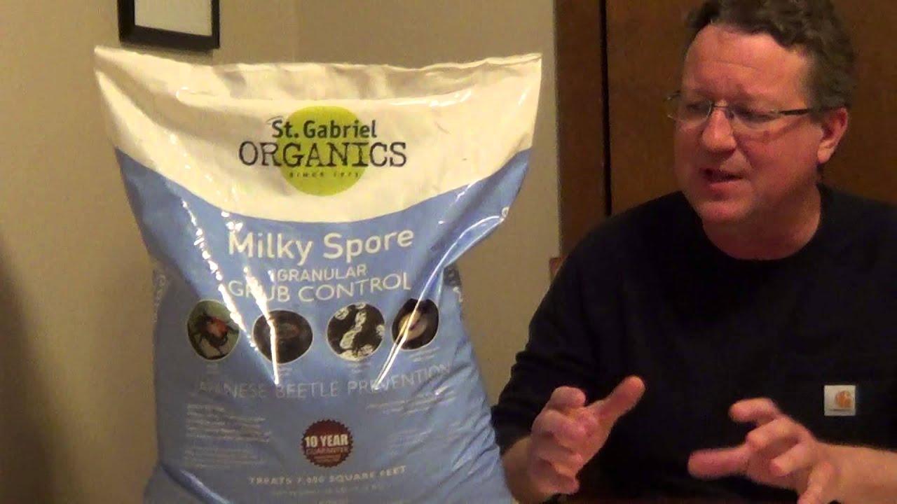 grub control with milky spore home depot grub control with milky spore home depot