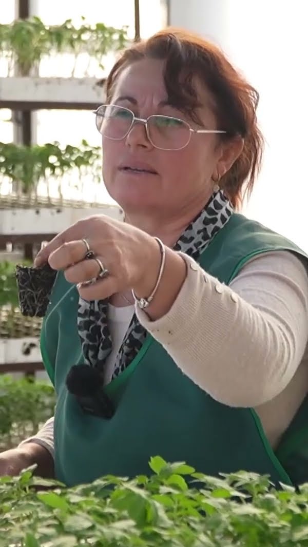 ÇUDISIN fermerët domatja bëhet “operacion”