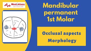 Mandibular First Molar  Occlusal aspect l Dental Anatomy l Mediklaas