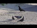 【空のハイエナ】最後はやっぱりあの鳥がきた