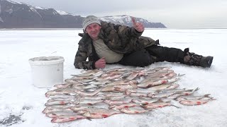 Лучшая рыбалка сезона! Лещ, сорога, окунь. Красноярское водохранилище! Восточное!