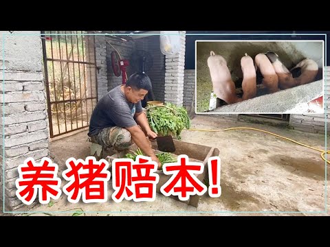 胖哥投资整整2万元养猪，才两个月就亏了16000元，这猪还能养吗【山村胖哥】
