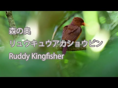 【森の奥】リュウキュウアカショウビン Ruddy Kingfisher