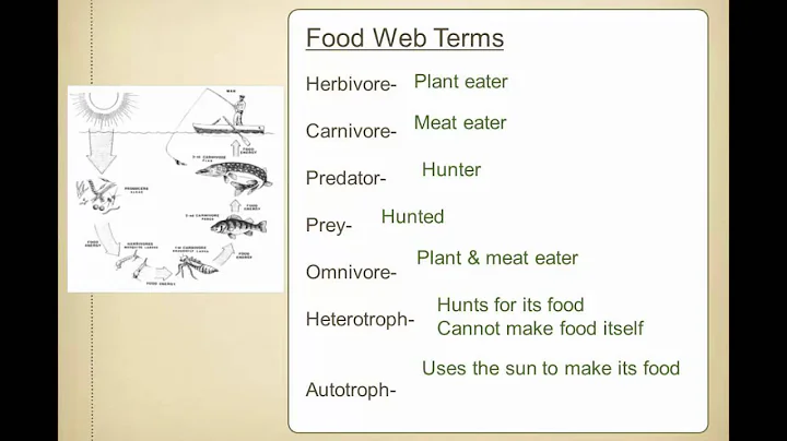 SCI7 - Energy Transfer in Ecosystems