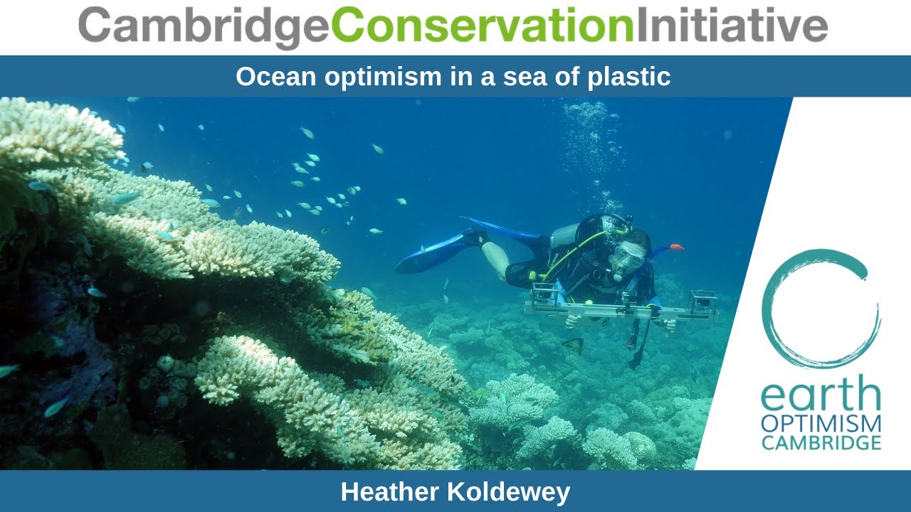 Ocean optimism in a sea of plastic - Heather Koldewey - YouTube