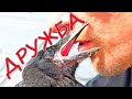 ДРУЖБА ЧЕРНОЙ ВОРОНЫ - птица и человек - ручная домашняя ворона