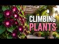Best Climbing Plants For Pergola: Top 5 Vines to Transform Your Outdoor Space