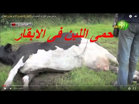 فيديو: حمى الحليب في أبقار الألبان